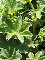 Alchemilla Vetteri (fam. Rosacees) (02) (Photo F. Mrugala)